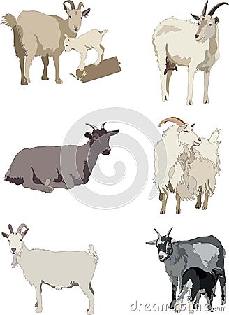 Collection of cute goats and lambs. Isolated on a white background. Vector Illustration